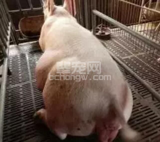 养猪最怕的就是种猪不孕了，怎么办？
