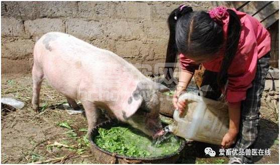 猪不吃食怎么办？家用调味品就可以解决