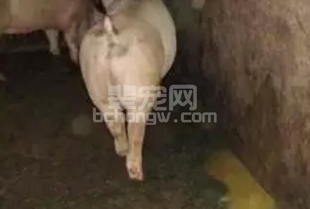 猪病防治：猪传染性腹泻的治疗与防治