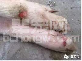 猪口蹄疫的症状及防治策略，很详细！