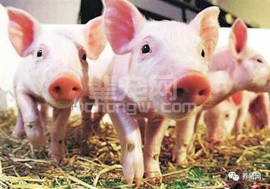 你知道吗？仔猪黄白痢的病因、症状及其防治！
