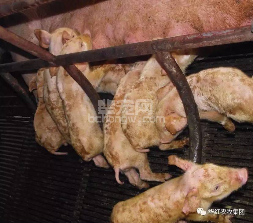 猪发生病毒性腹泻后紧急预案，赶紧收藏！