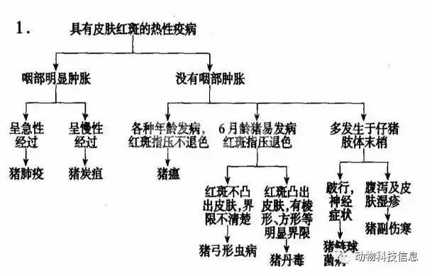 图示：猪主要疫病简易判断要点！教你快速识别猪病！