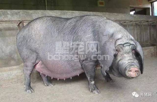 春季养猪需注意预防猪支原体肺炎！