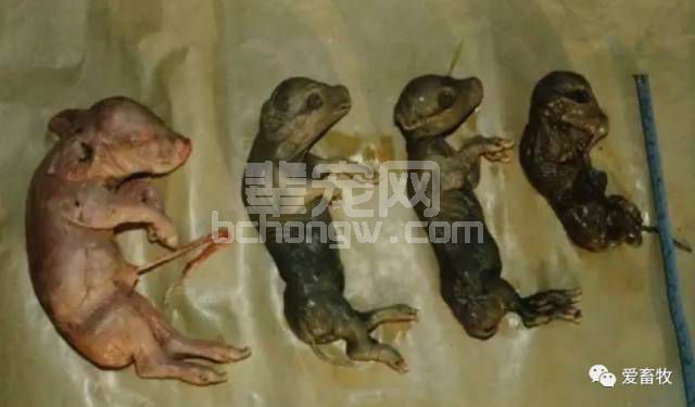 猪病解析：母猪产木乃伊、死胎、弱仔的原因
