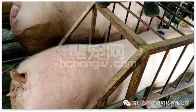 母猪多次配不上，你怎么看？