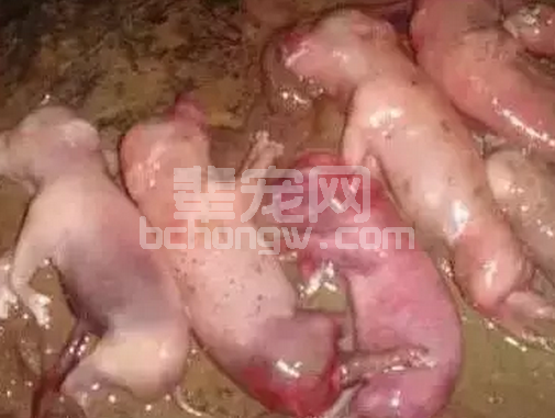 触目惊心！从猪场疾病和管理评述蓝耳病造成的生物安全漏洞......