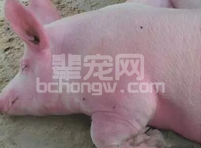 驾驭猪病：千万养猪人总结，蔬菜对于养猪的7个妙用