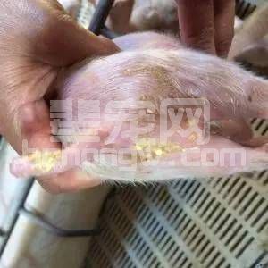 小猪腹泻---误打误撞的治好了！