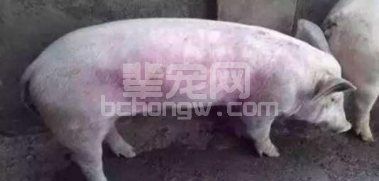 猪身体发紫的疾病鉴别大全及治疗方案！