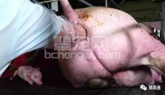 遇到母猪难产，掏猪推荐实用小妙招！