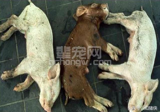 这种猪病发现就没救，国内养猪人还不够重视！