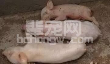 这篇关于仔猪黄白痢的治疗验方，再不看就晚啦！