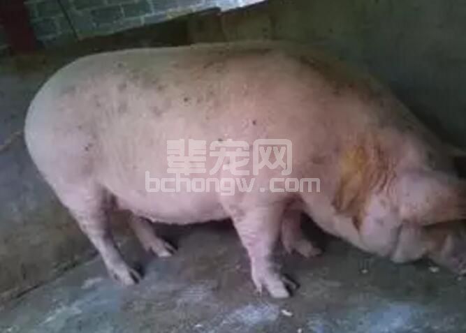 猪发烧了？养殖户应该怎么办?