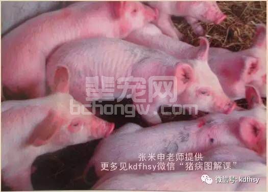 干货：实图详解猪突然皮肤发红是啥病！