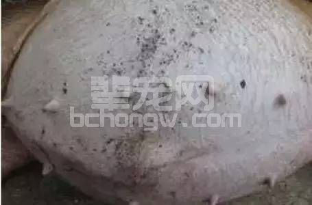 知道这几招再也不用怕猪胀气！
