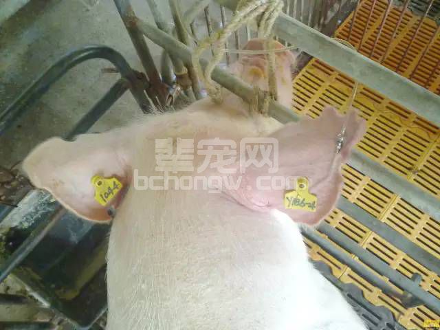 母猪分娩过程中输液要遵循的7大原则，你造么？