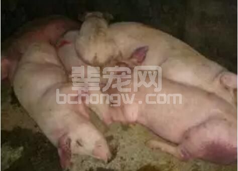 为什么猪瘟疫苗免疫没有作用？抗体水平低、猪瘟疫情高发？