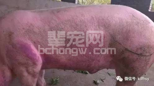 人医建议38.5℃以下不用退烧药，那兽医的建议是啥？