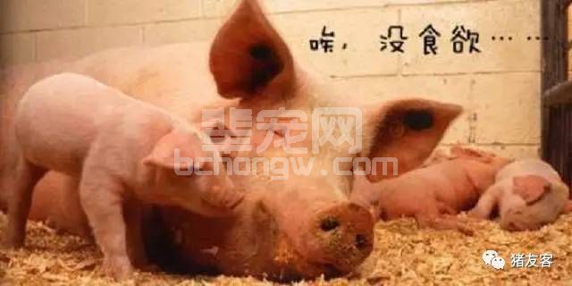 母猪低温综合症的发病原因及防治措施