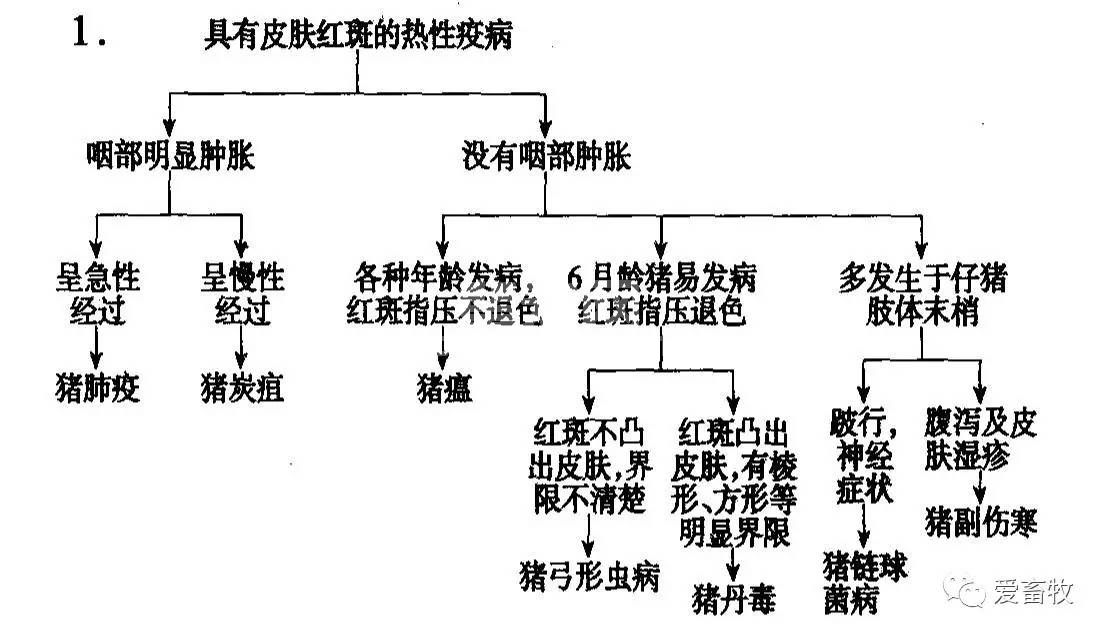猪主要疫病简易判断要点！教你快速识别猪病！