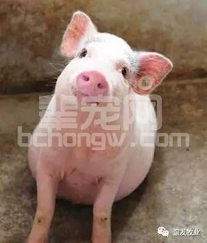 猪站不起来是什么原因造成的？
