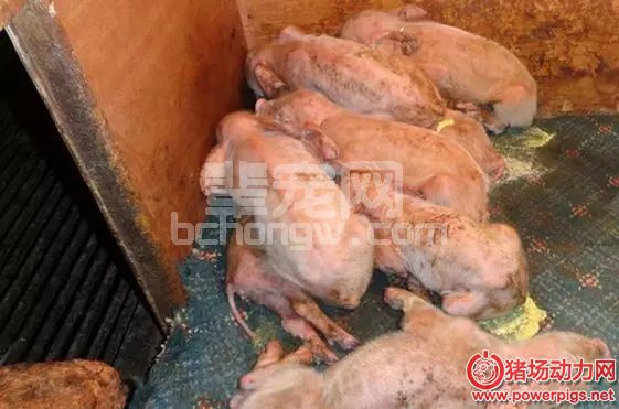 仔猪拉稀就一定是黄白痢、流行性腹泻？大错特错