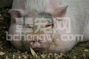 手术治疗猪胃穿孔的要点和注意点