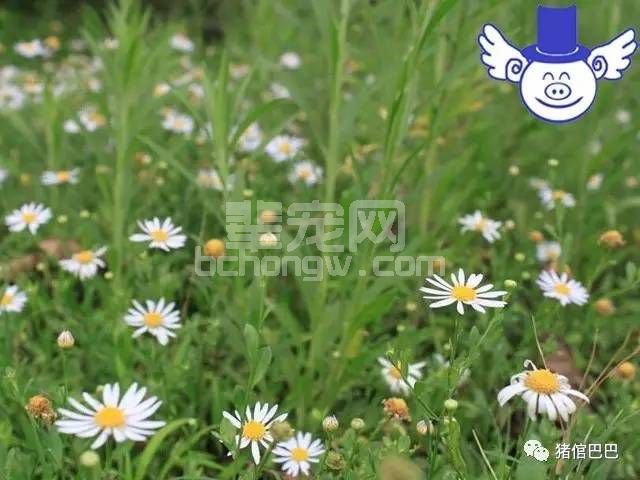 治疗常见猪病的土方子，农村的散养户值得学习一下！