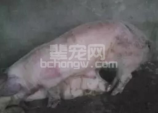 导致猪身体发紫的疾病鉴别大全及治疗方案！