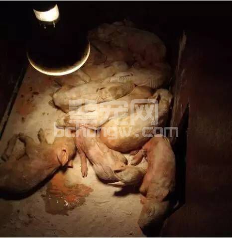 猪场发生流行性腹泻，怎样使10日龄以内的仔猪免受灭顶之灾！