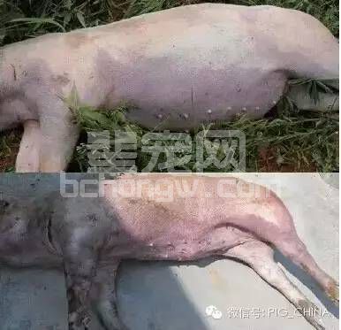 遇上急性猪丹毒怎么处理？多案例图文解析