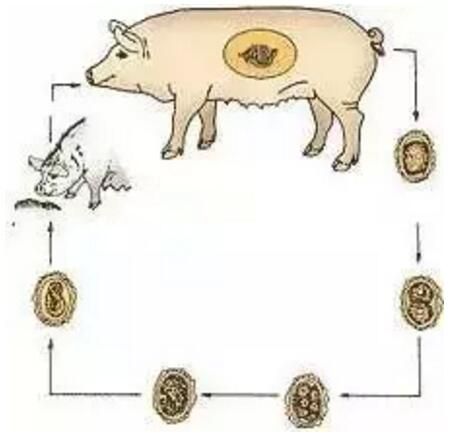 猪身上长圆形的扁平疙瘩是怎么回事？