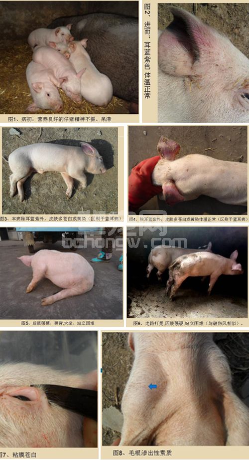 干货：22张图解这种猪“耳蓝” 准确诊断、快速治疗！
