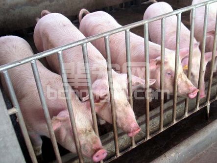 中大猪顽固性腹泻原因你知道吗?如何判定霉菌性腹泻？