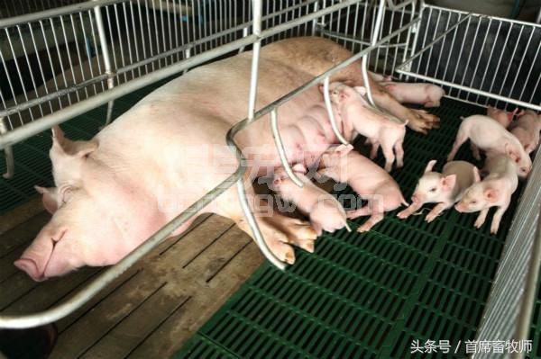 蓝耳病为何治疗效果很差，看看本文你就知道了！