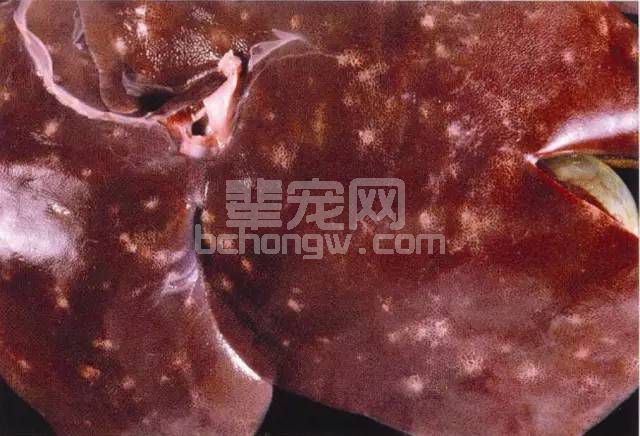 收藏！猪病理解剖高清图，超级经典