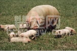 母猪繁殖性障碍疾病发病原因、症状及防治措施