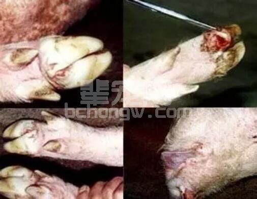 老兽医用实例告诉你五号病不可怕，他是如何解决这个难题的？