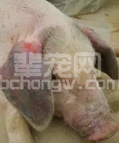 兽医经验：猪蓝耳病防控方案