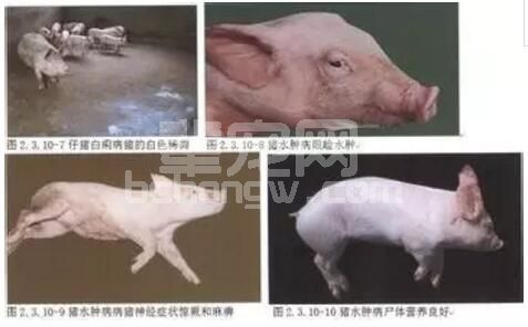 土杂，内二，内三水肿常发丨 一治可治好......