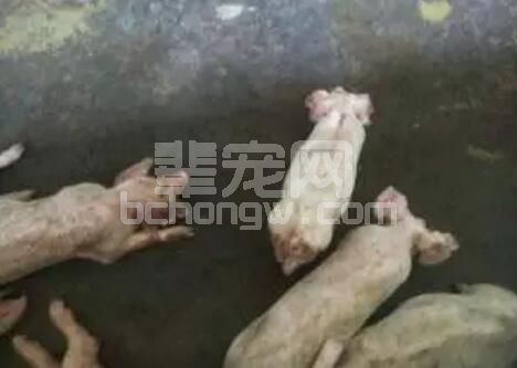 猪“冷泻”病是怎么回事？怎样防治？