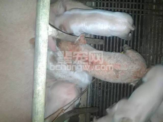 散养户或小规模猪场易发生仔猪渗出性皮炎 春季谨防仔猪渗出性皮炎