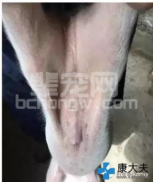 猪瘟的鉴别诊断与防控（仔猪、种猪、母猪）
