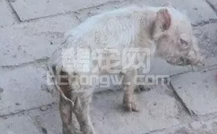 为啥加温了还是不能对抗冬季猪冷应激？