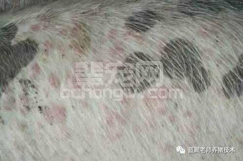 不用愁！老颜教你辨别皮肤病和圆环病毒病