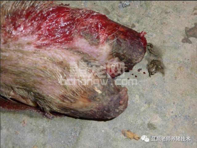 谨记“早、快、严、小”，面对口蹄疫不再慌
