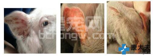 这5种猪脱皮不能按猪皮炎肾病综合征治疗