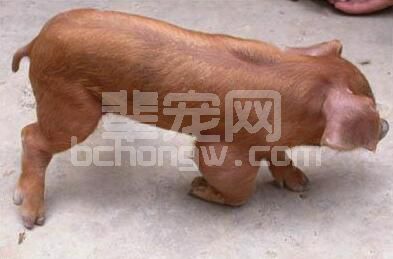 这些疾病都能引起猪出现关节炎，要注意区别
