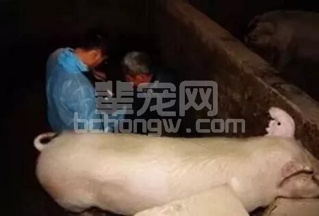 想要治疗母猪化胎?做好这4点是关键！